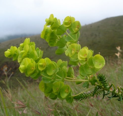 Euphorbia ericoides